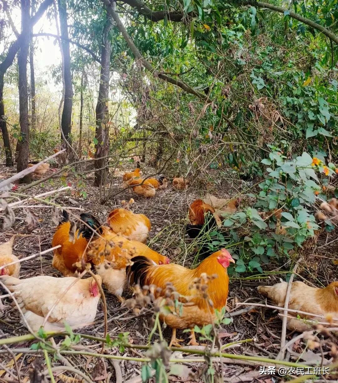 农村创业一年赚10万元,农村创业一年赚800万