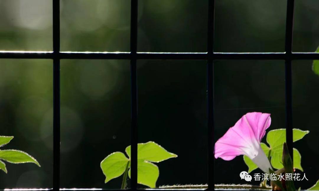 遇见最好的自己初中作文,初中作文多年后遇见最好的自己