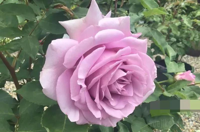 常见切花月季一览（45）