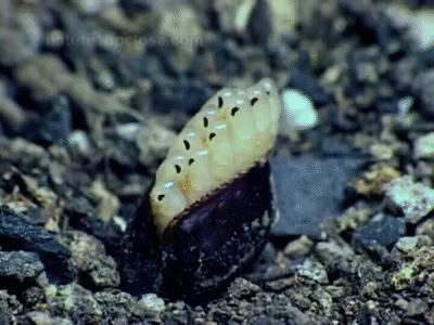 杀死蟑螂的100多个方法,杀死蟑螂的100种办法