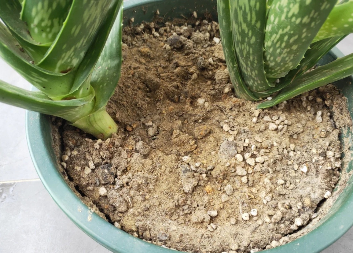 盆土粘稠能少浇水吗,盆土硬如石用什么泡水