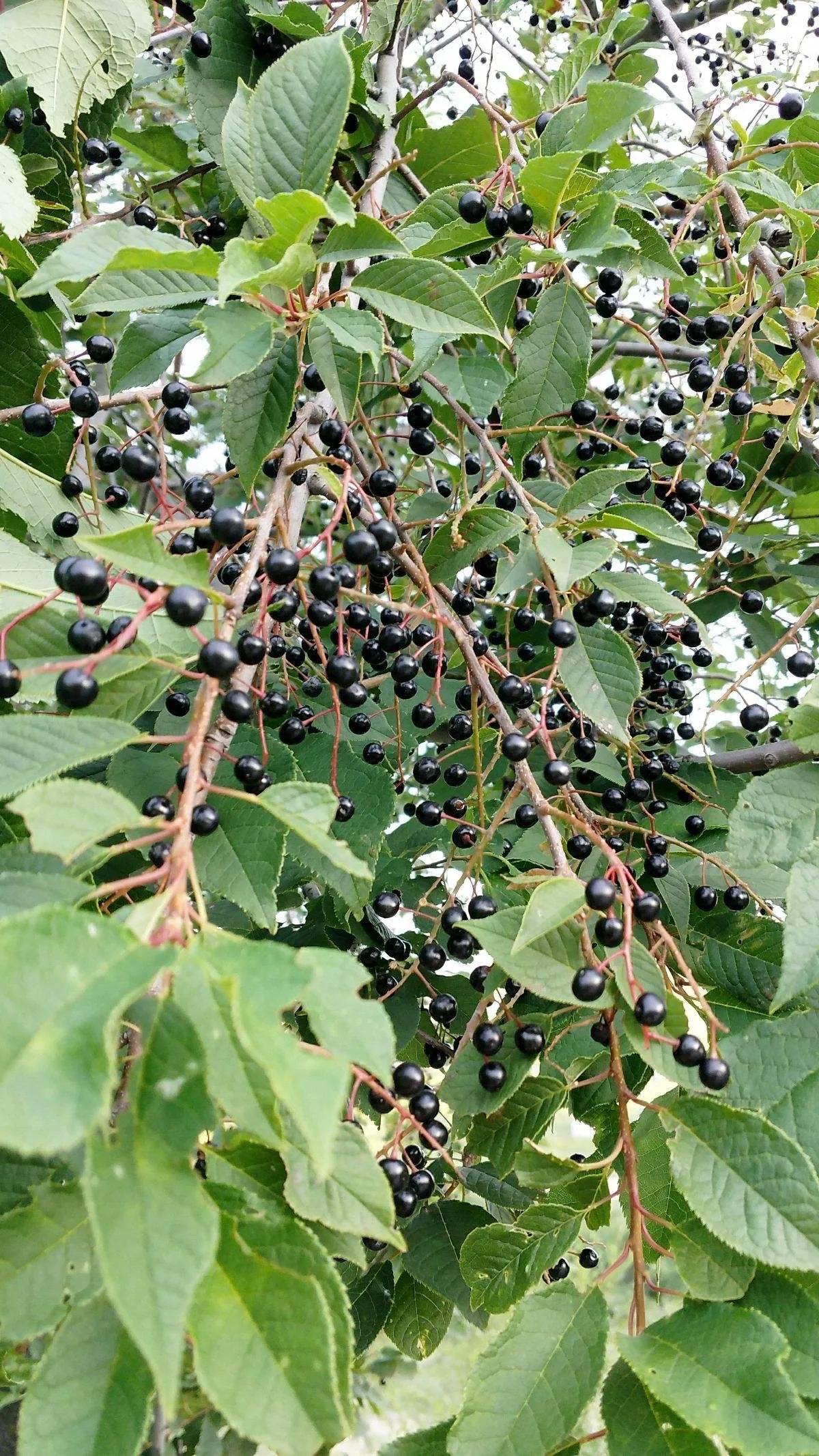 晨露午拾【38】——记忆是那几棵树：臭李子树