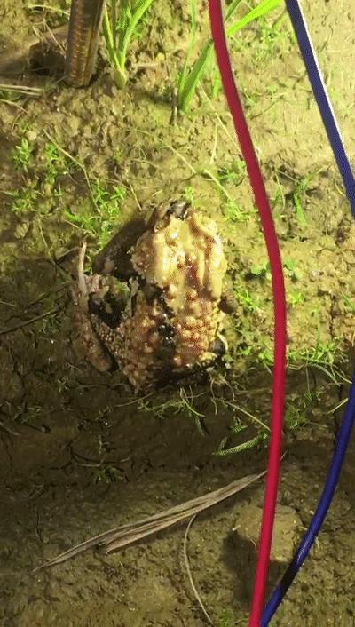 养殖蟾蜍主要是收蟾衣还是蟾酥,最新蟾蜍养殖前景分析图解