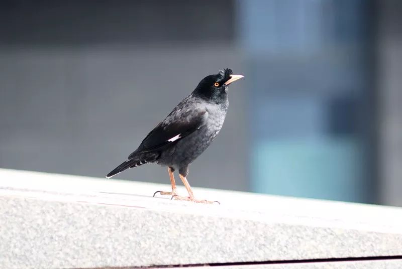 栖杠就是鸟儿的床，必须准备两根栖杠及时更换清洗消毒。