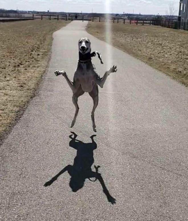 十种非常反骨的狗,狗狗反骨是什么原因