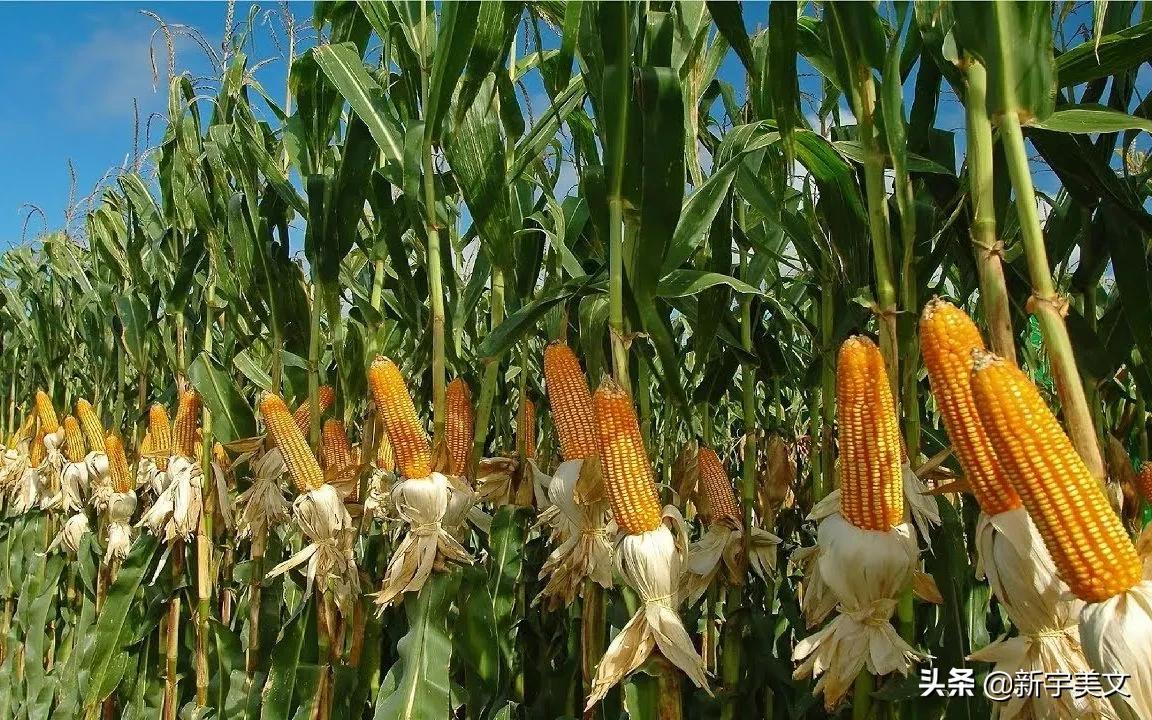 中国最优质的玉米,优质粮食玉米