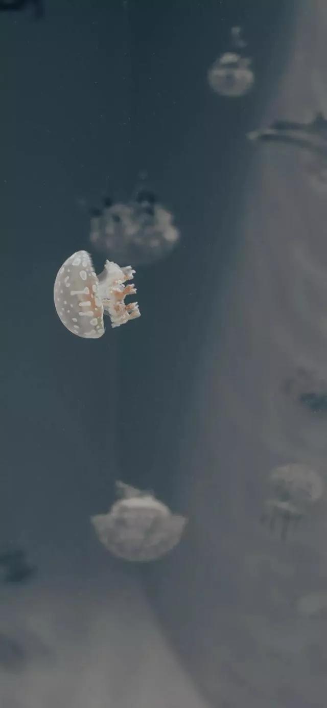 海底世界高清大图壁纸,手机动态海底世界鱼壁纸