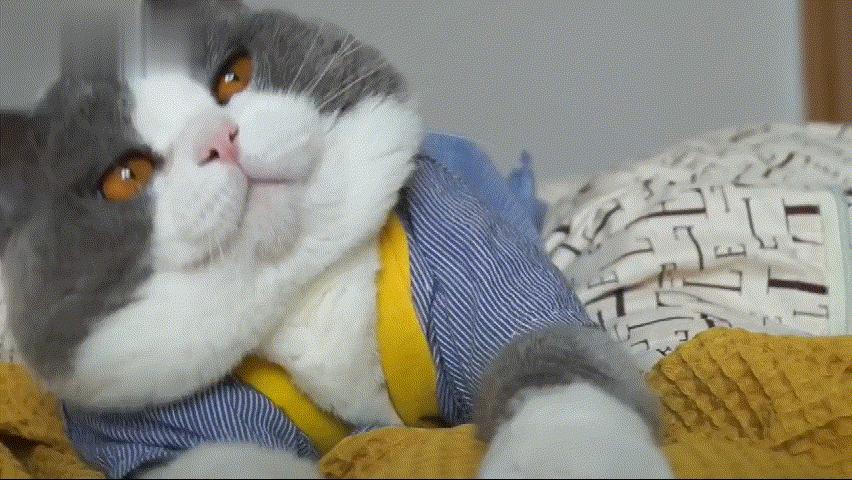 纯种英短有垂耳吗,英短和布偶猫串串长毛还是短毛