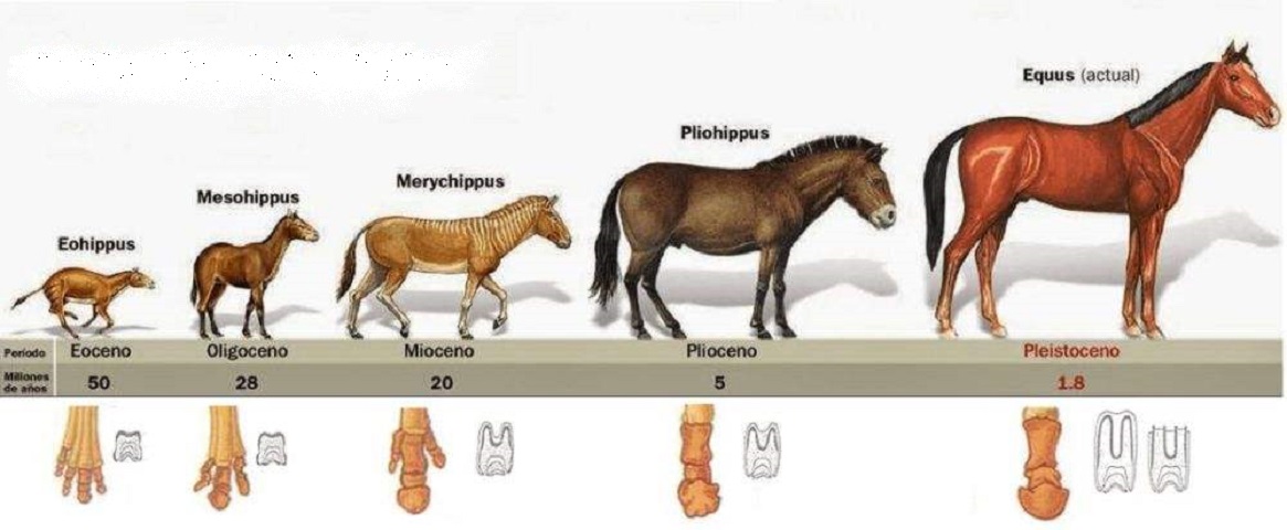 马必须要装马蹄铁吗,马为什么要佩戴马蹄铁