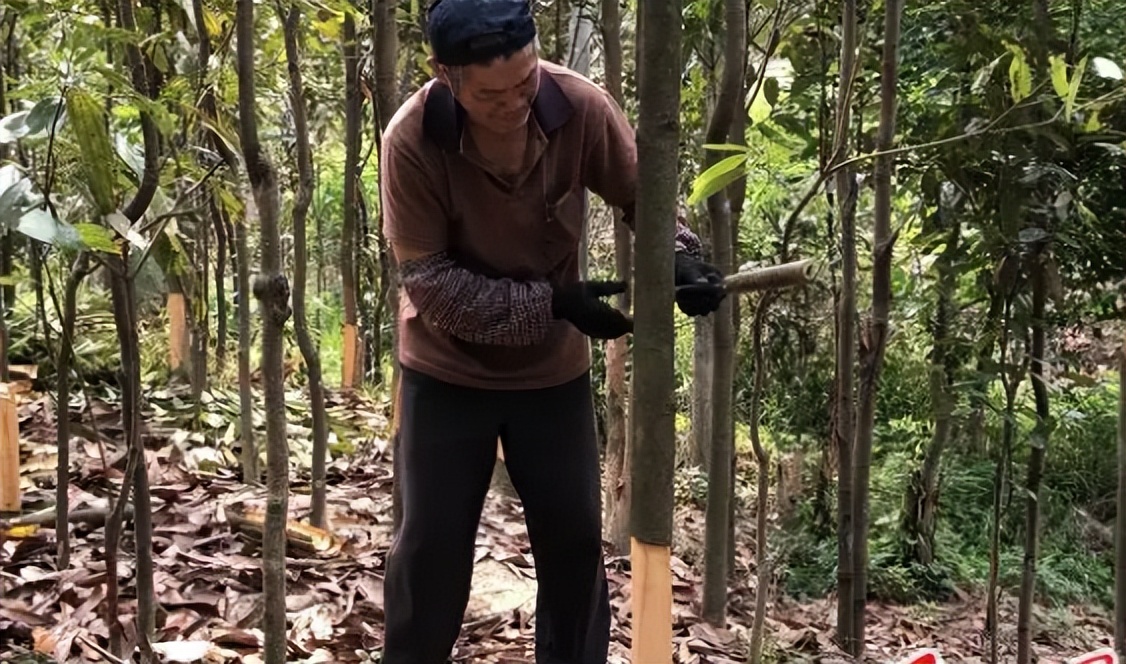 桂皮是桂花树还是桂圆树,剥桂皮后桂树会死吗