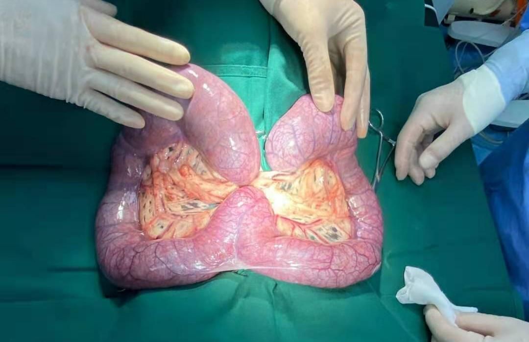 狗狗泌尿道疾病症状,狗狗妇科疾病预防