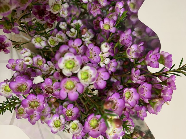 腊梅澳洲腊梅有香味吗,澳洲腊梅怎么感觉像假的