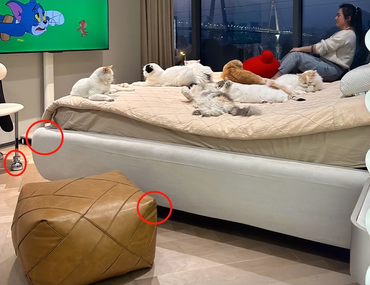 双眼失明的小猫,双目失明小猫