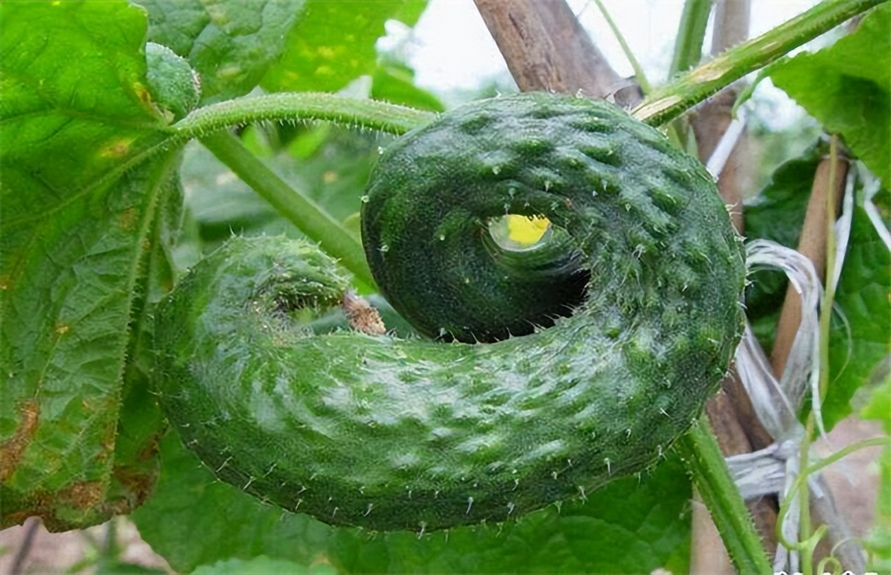 黄瓜叶片“镶金边”？可不是好事！多是7个病因，3个技巧产量高