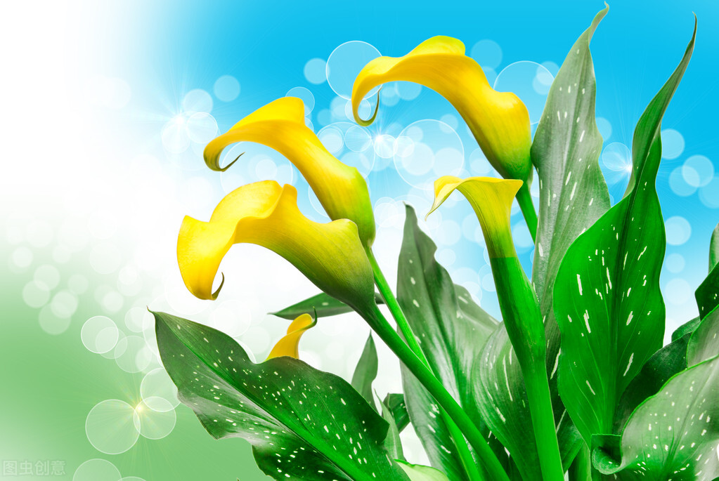 菊花百合花马蹄莲太阳花花语,酒红色马蹄莲花语象征与寓意