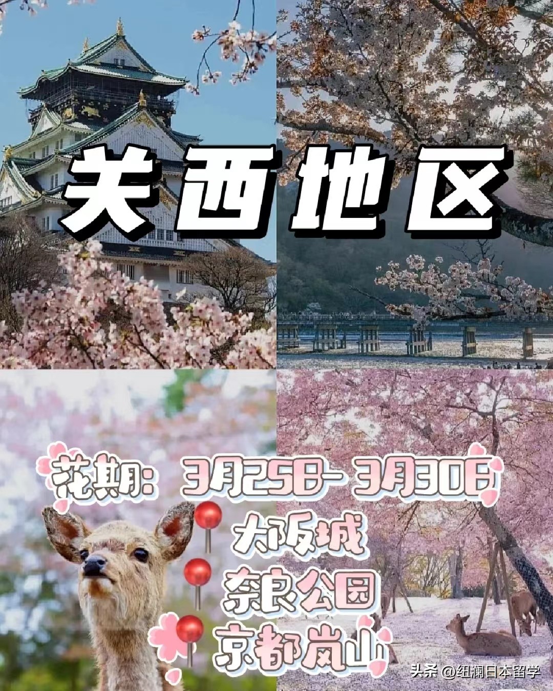 日本最晚赏樱的地方在哪里,日本的赏樱胜地包含哪些