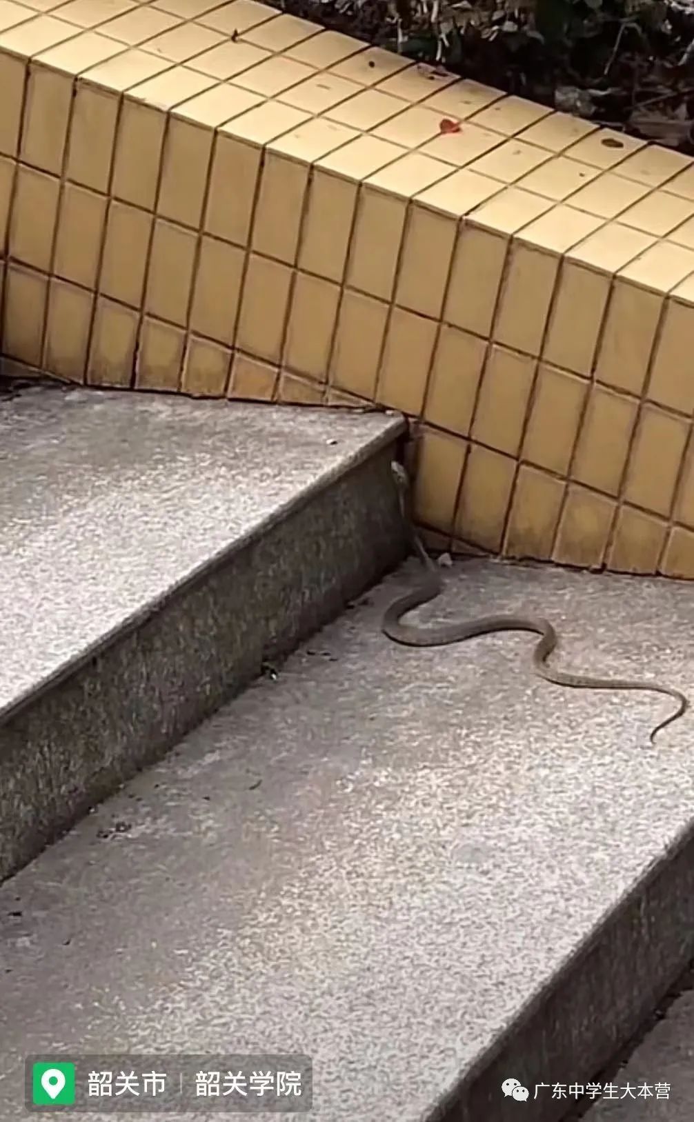 头皮发麻！广东某校厕所钻出眼镜蛇！啊啊啊换我可能当场去世！