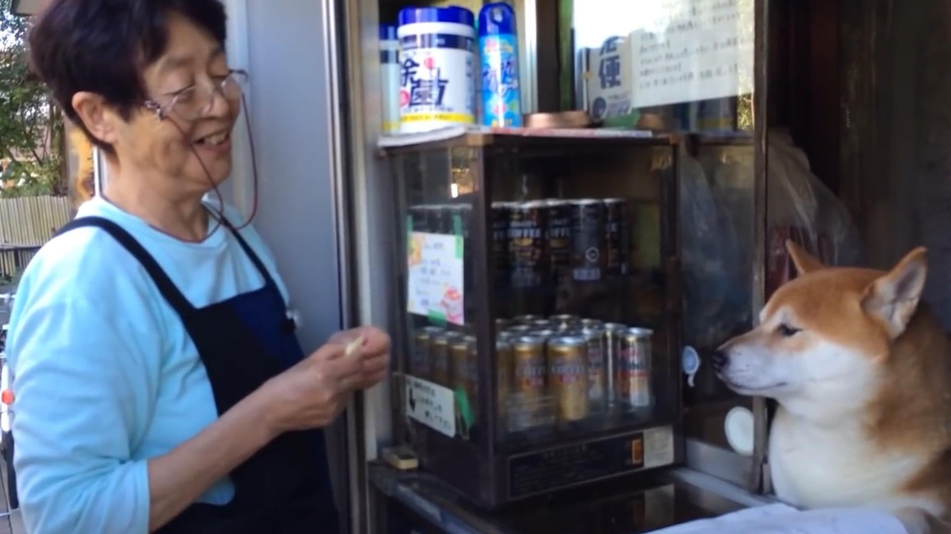 柴犬当便利店店员,柴犬开便利店视频