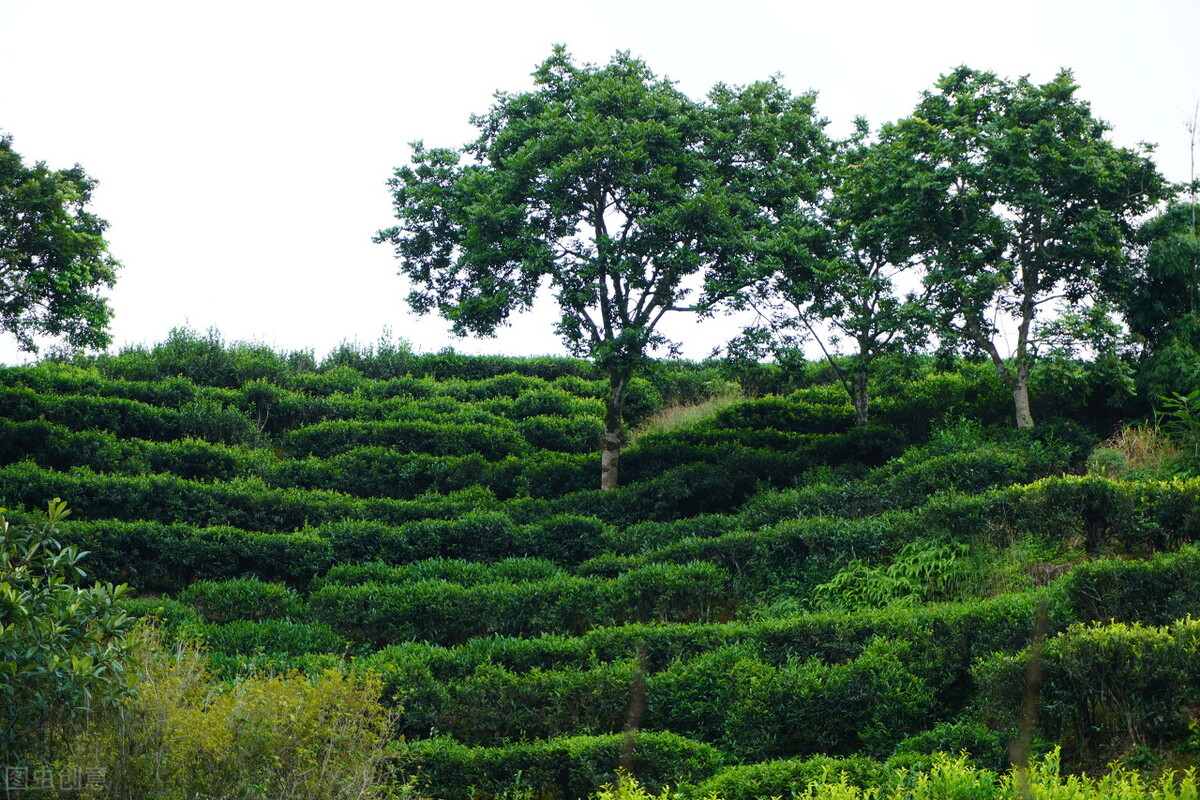潮州凤凰镇单丛茶保质期,潮州市凤凰镇凤凰单丛茶