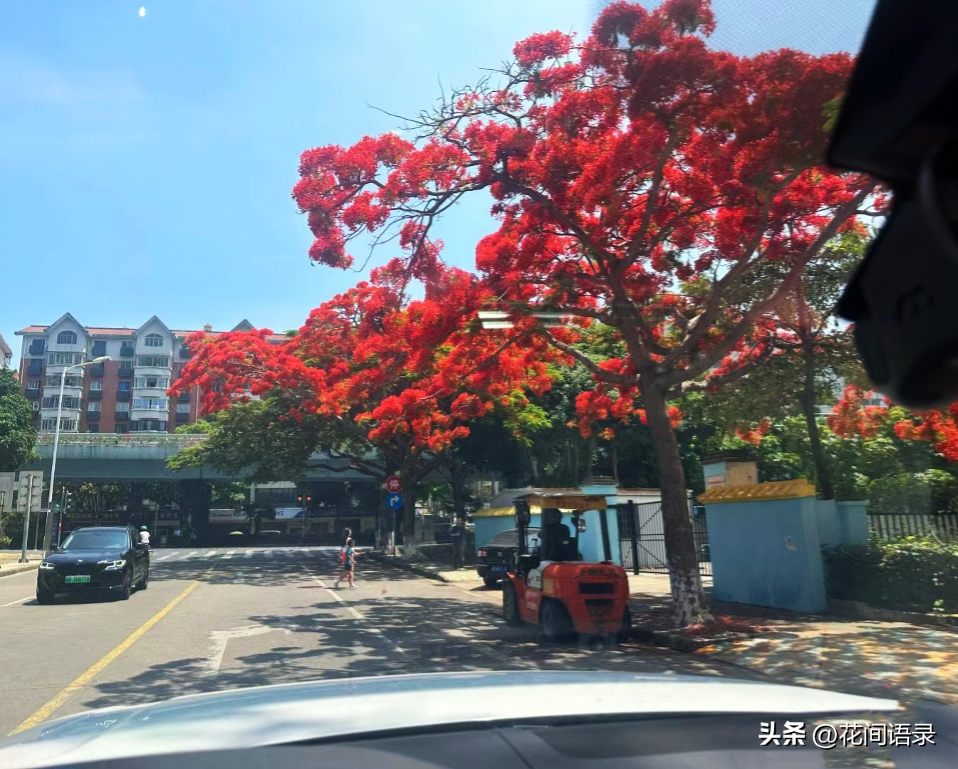 厦门路边一棵花，凭“超强花量”走红，被当地人评为“凤凰花王”