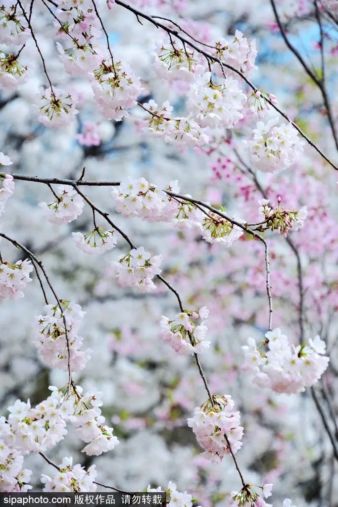 不负春光解锁春日美景打卡点,不负春光解锁春日美景攻略