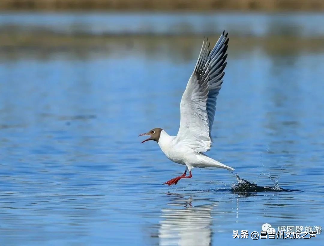 呼图壁旅游的地方,一起去村游怎么拍