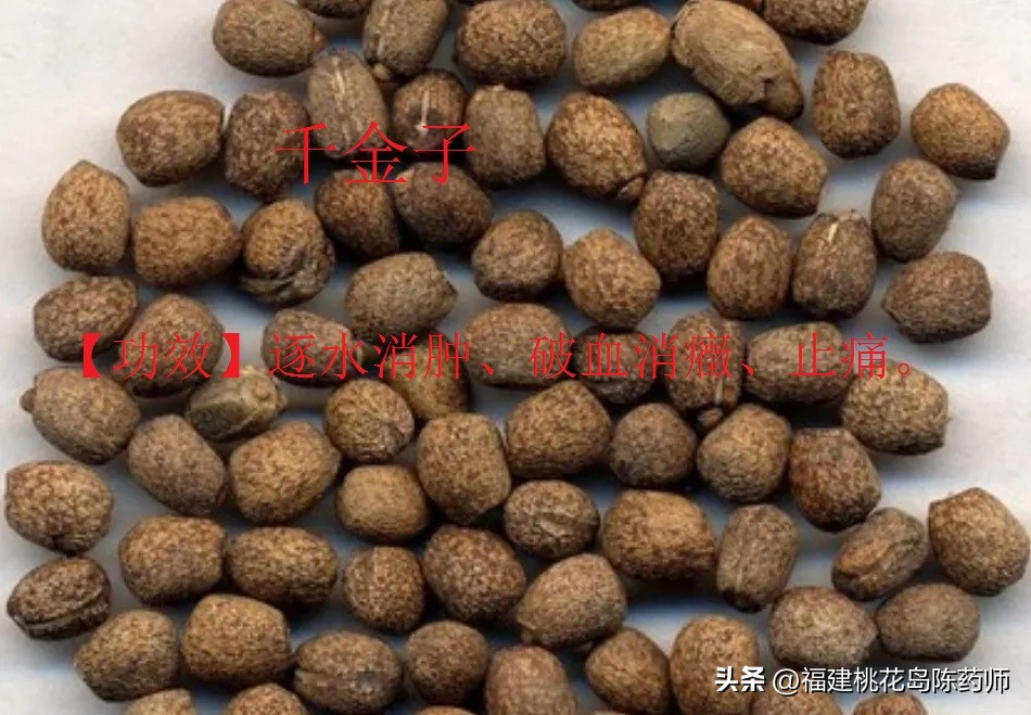 有毒的中药植物类药材,有毒的中药材