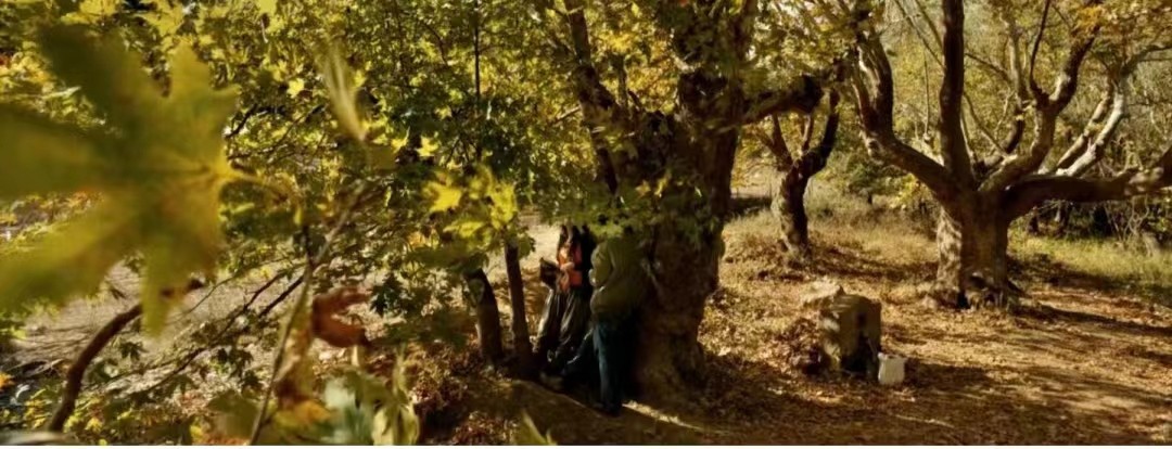 野梨树完整版免费观看,关于野梨树的电影