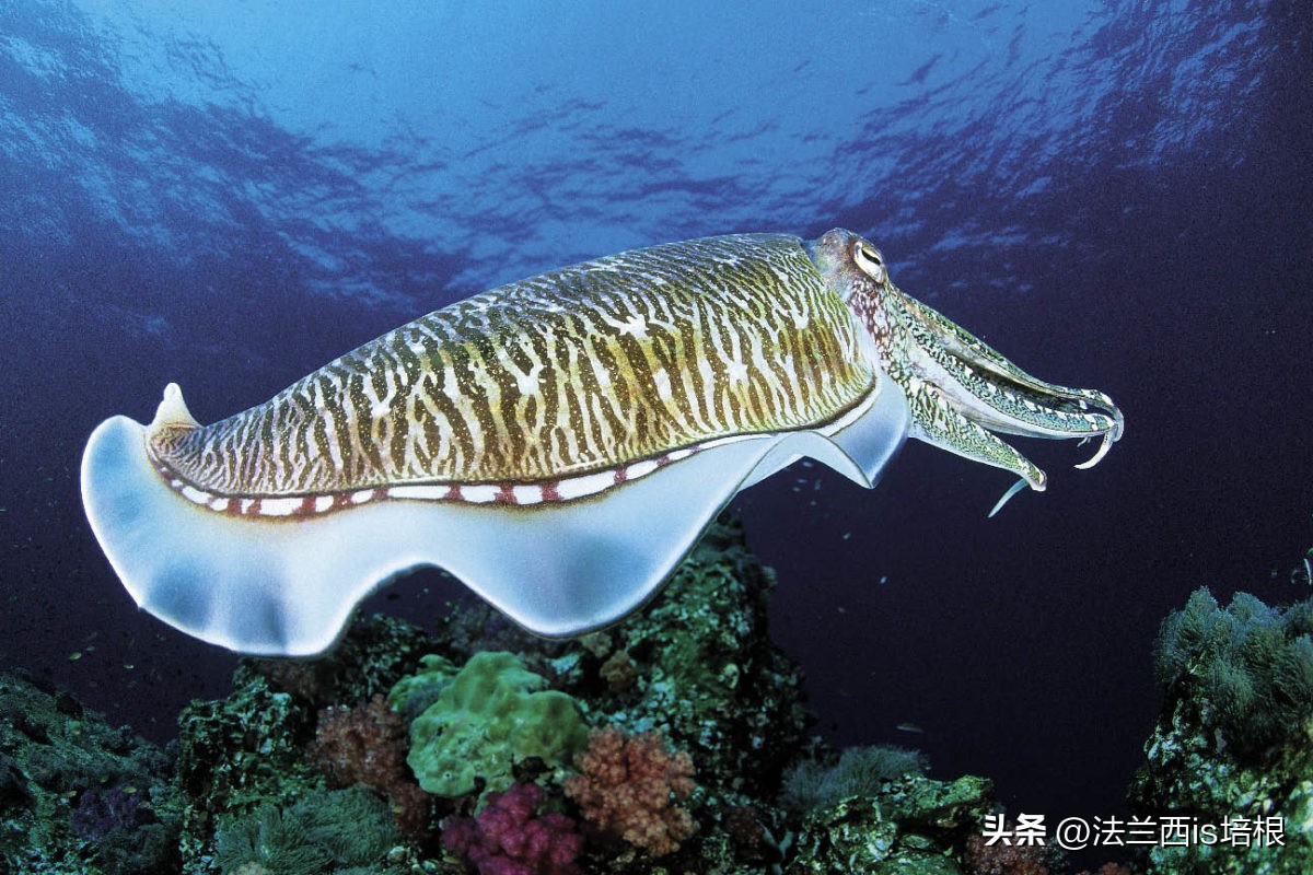 女子煮墨鱼没放墨汁似熬沥青,女子首次煮墨鱼没倒墨汁似熬沥青