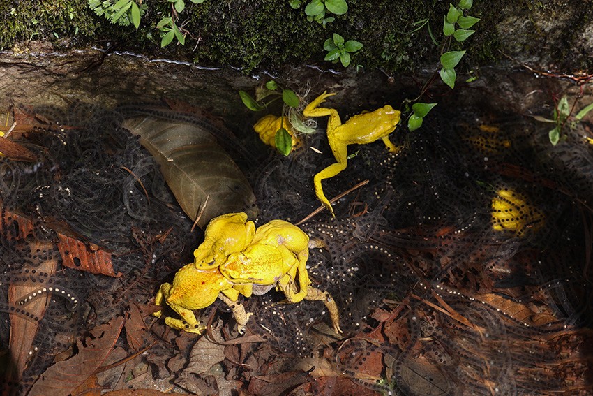 云南独龙江大量金蟾集结，网友：此乃祥瑞之兆，见金蟾就发大财！