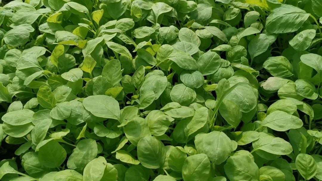 好产品、好服务、好口碑，迪斯科让大家都有好收益