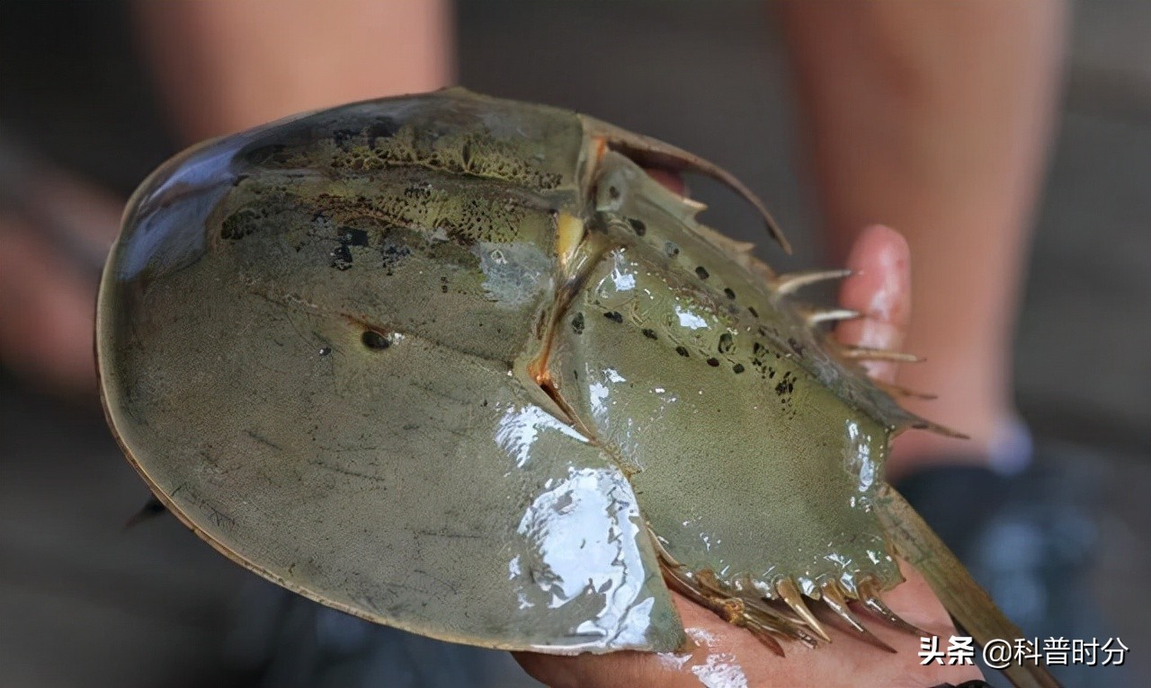 4亿岁生物被疯狂抽血,4亿多年蓝色血液引人类陷入绝境