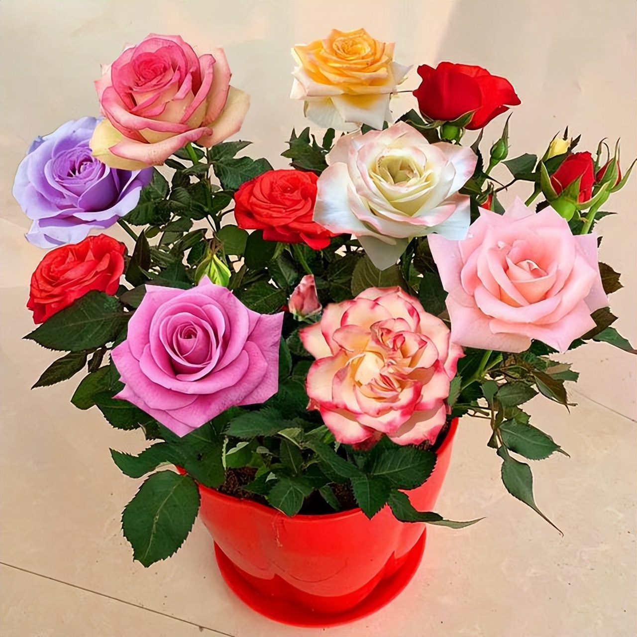 多色玫瑰混搭图片,多色玫瑰品种大全介绍