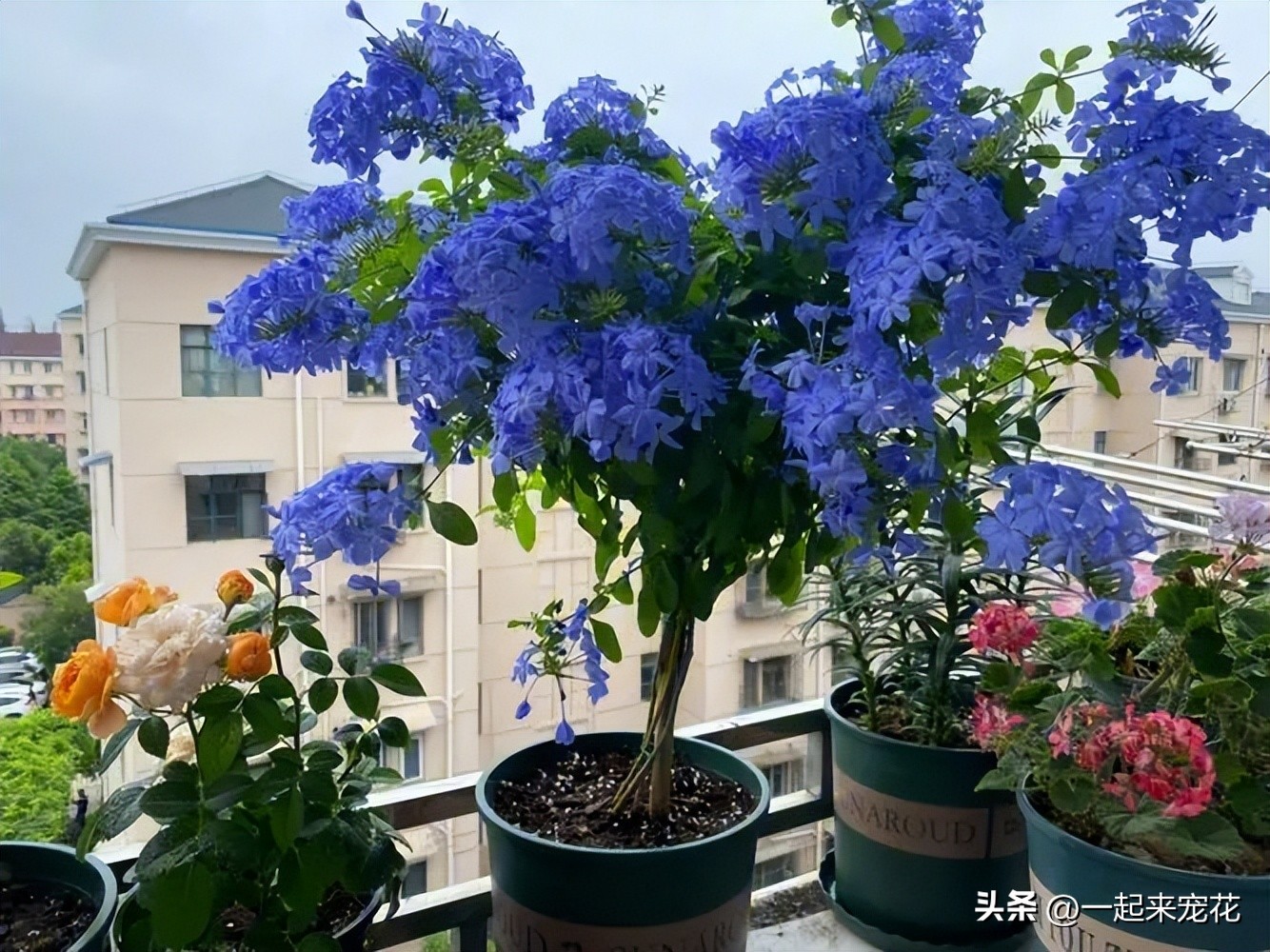 四季最好养的10种花,适合夏天养的3种花耐热又耐旱