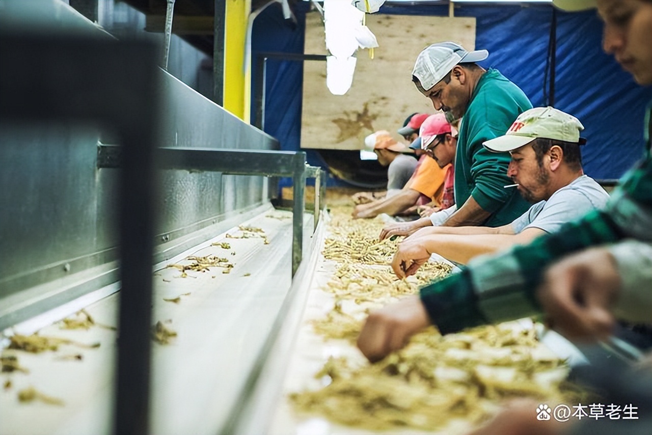 美国西洋参和中国西洋参有啥区别,美国产的西洋参好处是什么