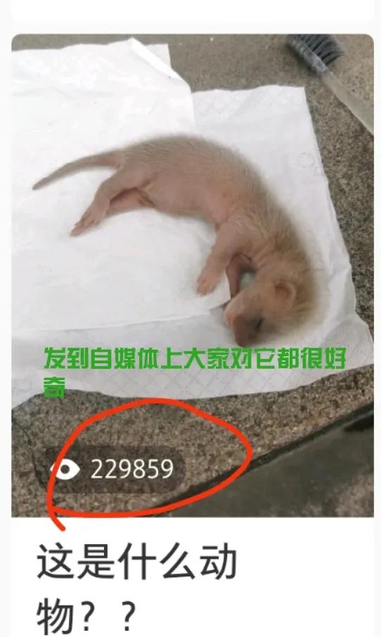 偷吃鸡的黄鼠狼也是保护动物吗,黄鼠狼是被保护的野生动物吗