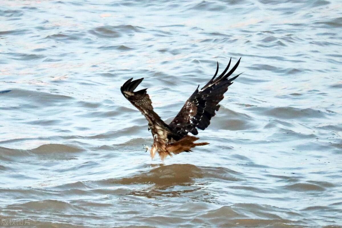 百斤大鱼若隐若现，小鱼大量搁浅，为何长江鱼的恢复还任重道远