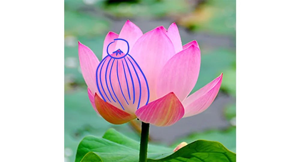 国潮风海报创意设计,国潮插画手绘初学者入门教程