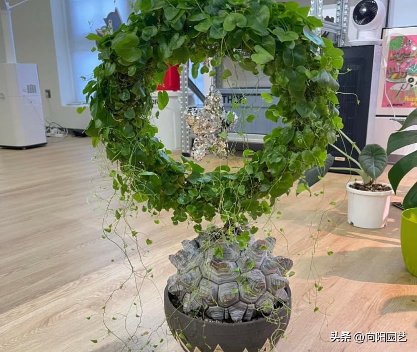 块根多肉有哪些品种,常见的块根多肉有哪些品种