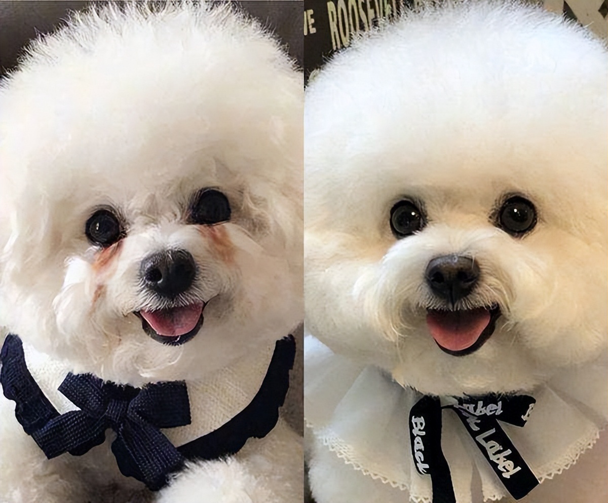 养比熊需要注意什么问题,养比熊要注意什么问题