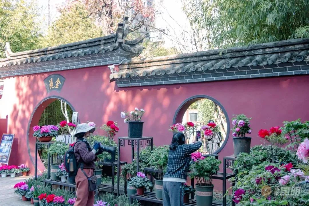 3月昆明踏青好去处,昆明周边游玩春天看花好去处