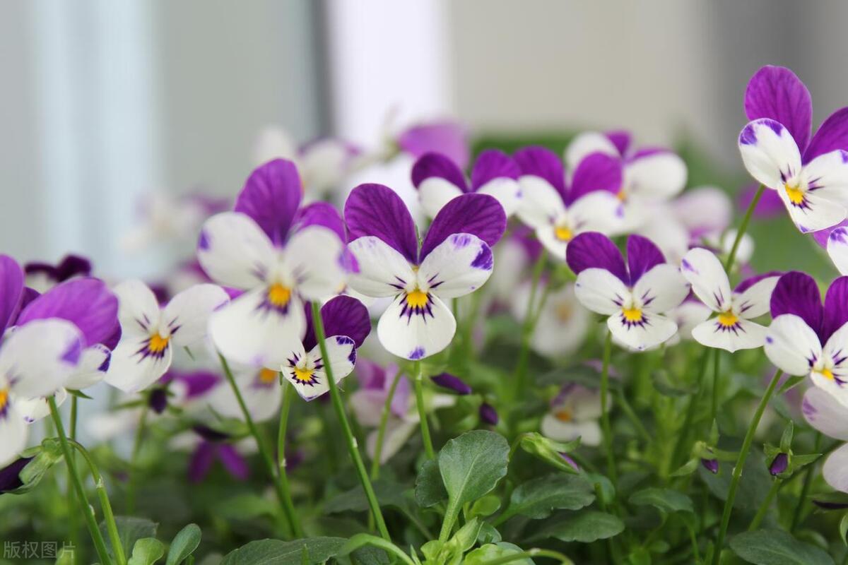 窗台养的小花,窗台上好养活的花