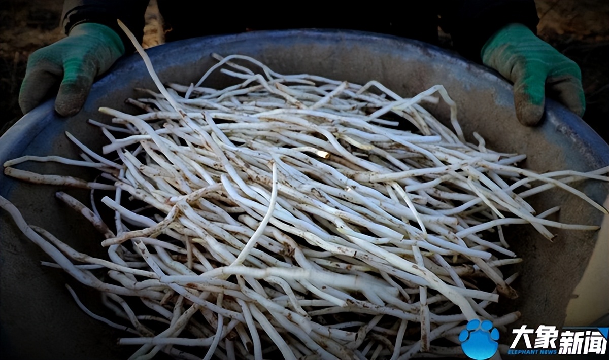 洛阳银条的做法大全,河南洛阳特别美食