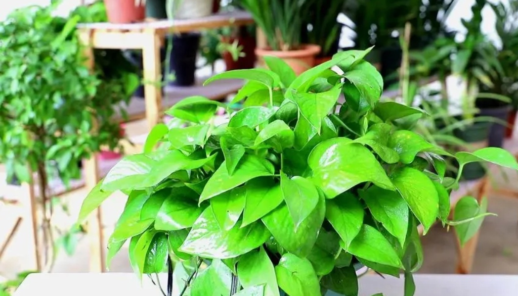 绿萝有黄叶子是什么原因造成的呢,绿萝出现黄叶有几种原因