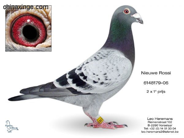 善良比利时莫里斯,比利时速度狂魔