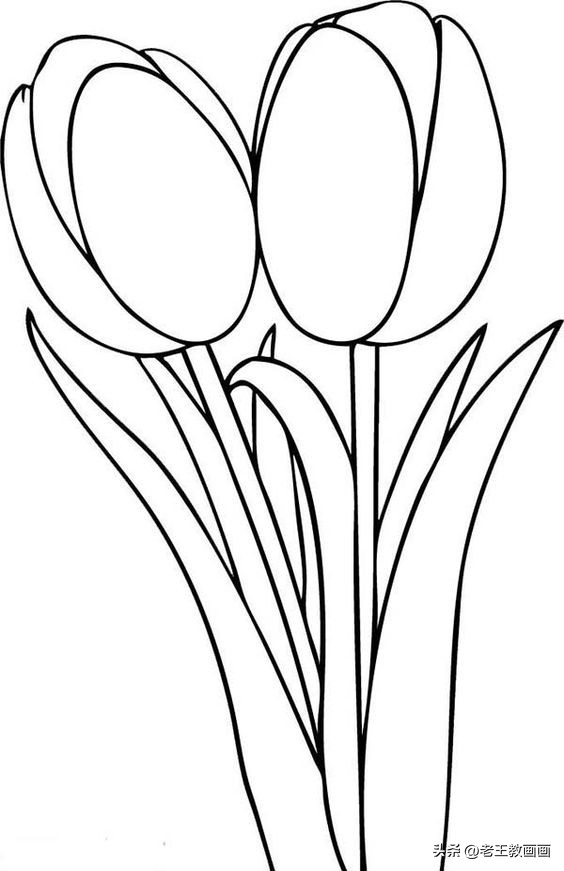 学画工笔花卉郁金香简笔画,手把手教你简笔画手绘线描花卉