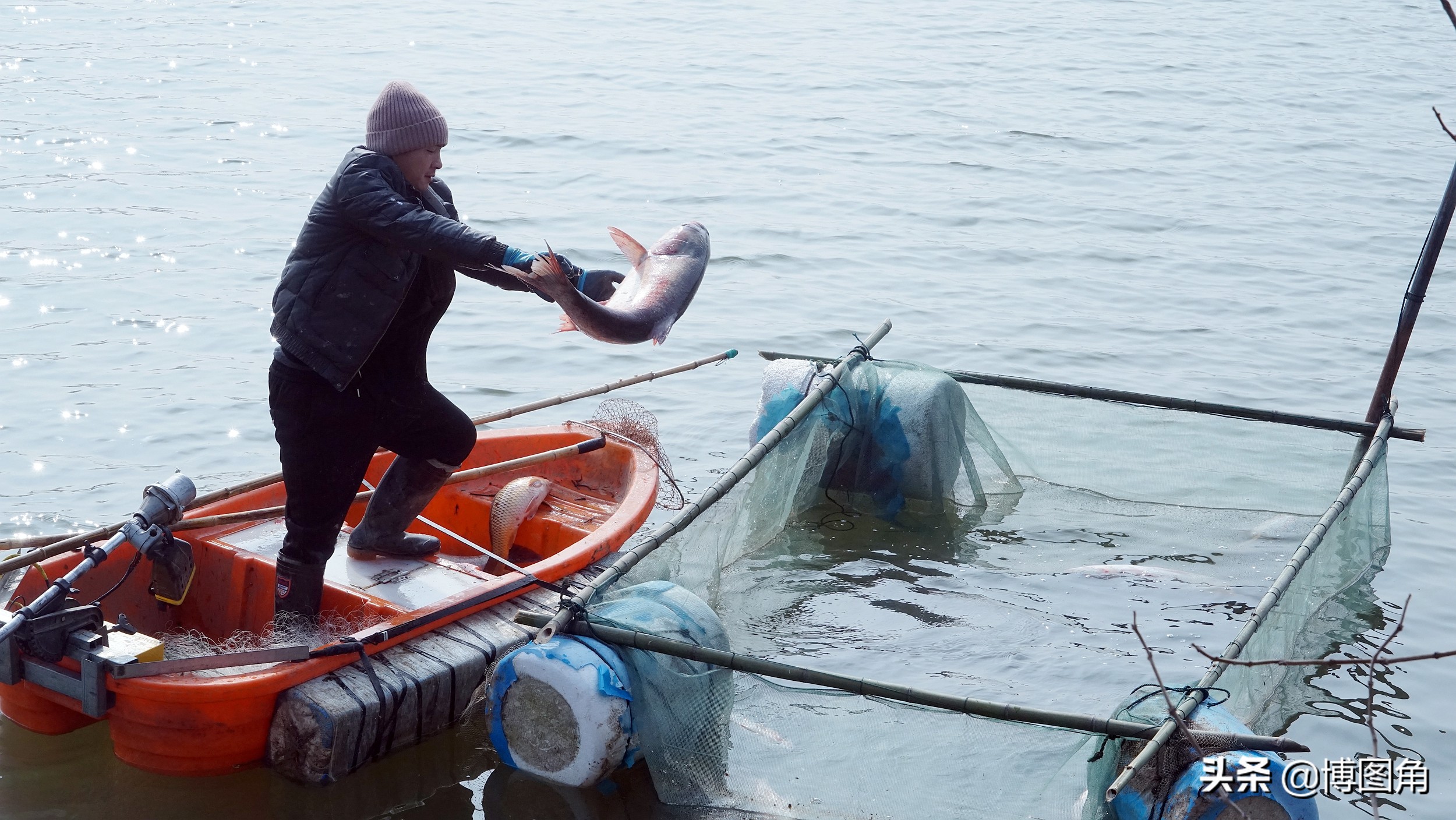 80年代农村鱼鹰捕鱼,渔民与鸬鹚捕鱼图片