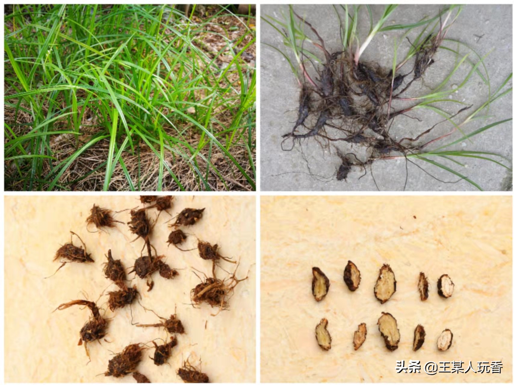 石家庄挖野菜攻略,挖野菜攻略