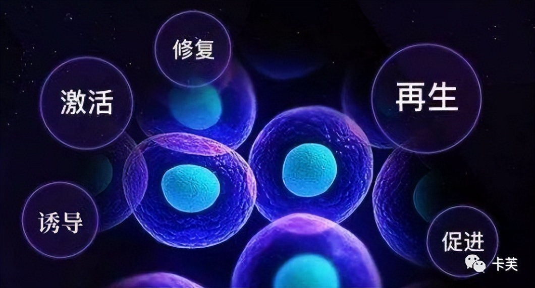 地龙多肽多效美肤霜，赋予你应有的健康、美丽与自信