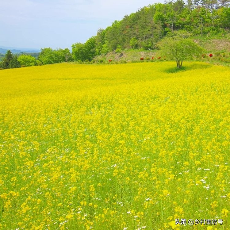 【推荐】日本馆森方舟牧场：让农业变成年轻人梦想的魅力产业